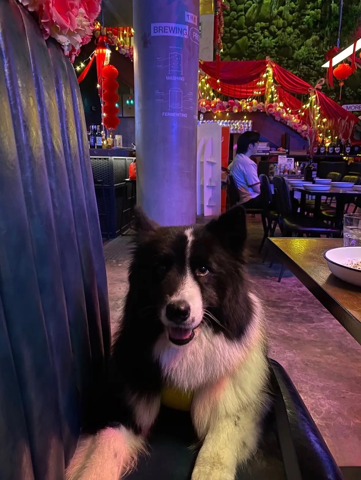 BrewDog pets image 19