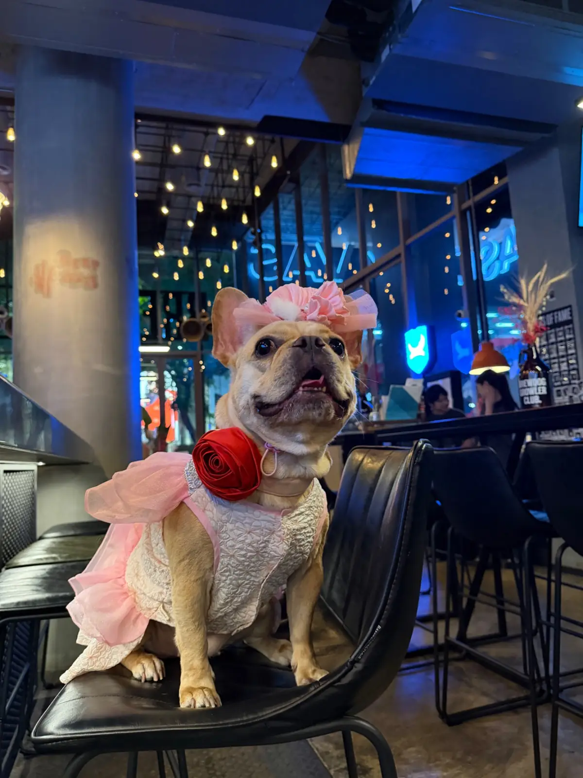 BrewDog pets image 9