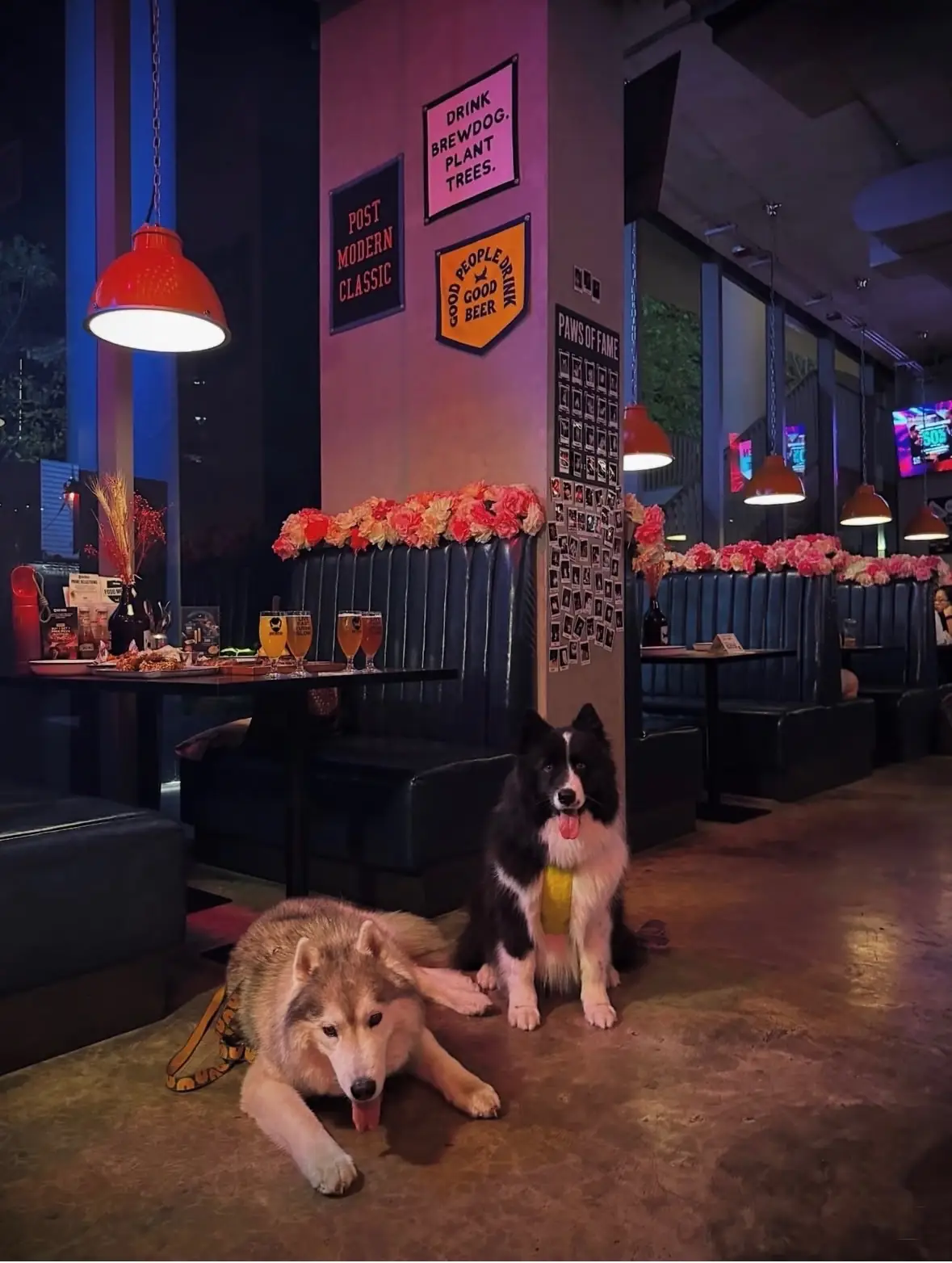 BrewDog pets image 1