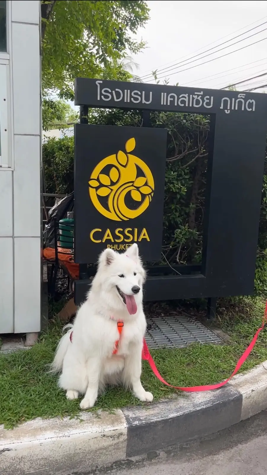 Cassia Phuket pets image 1