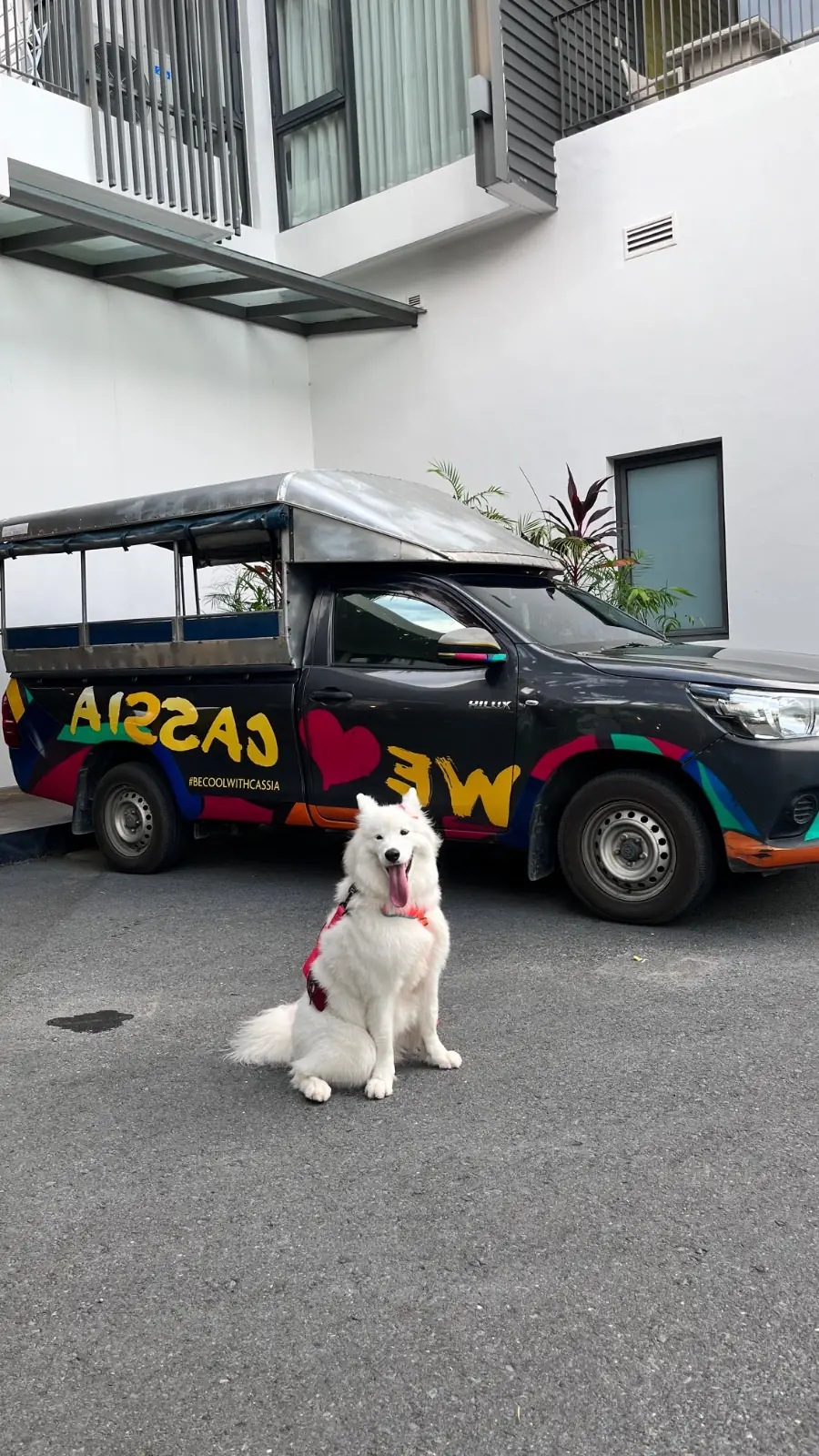 Cassia Phuket pets image 4
