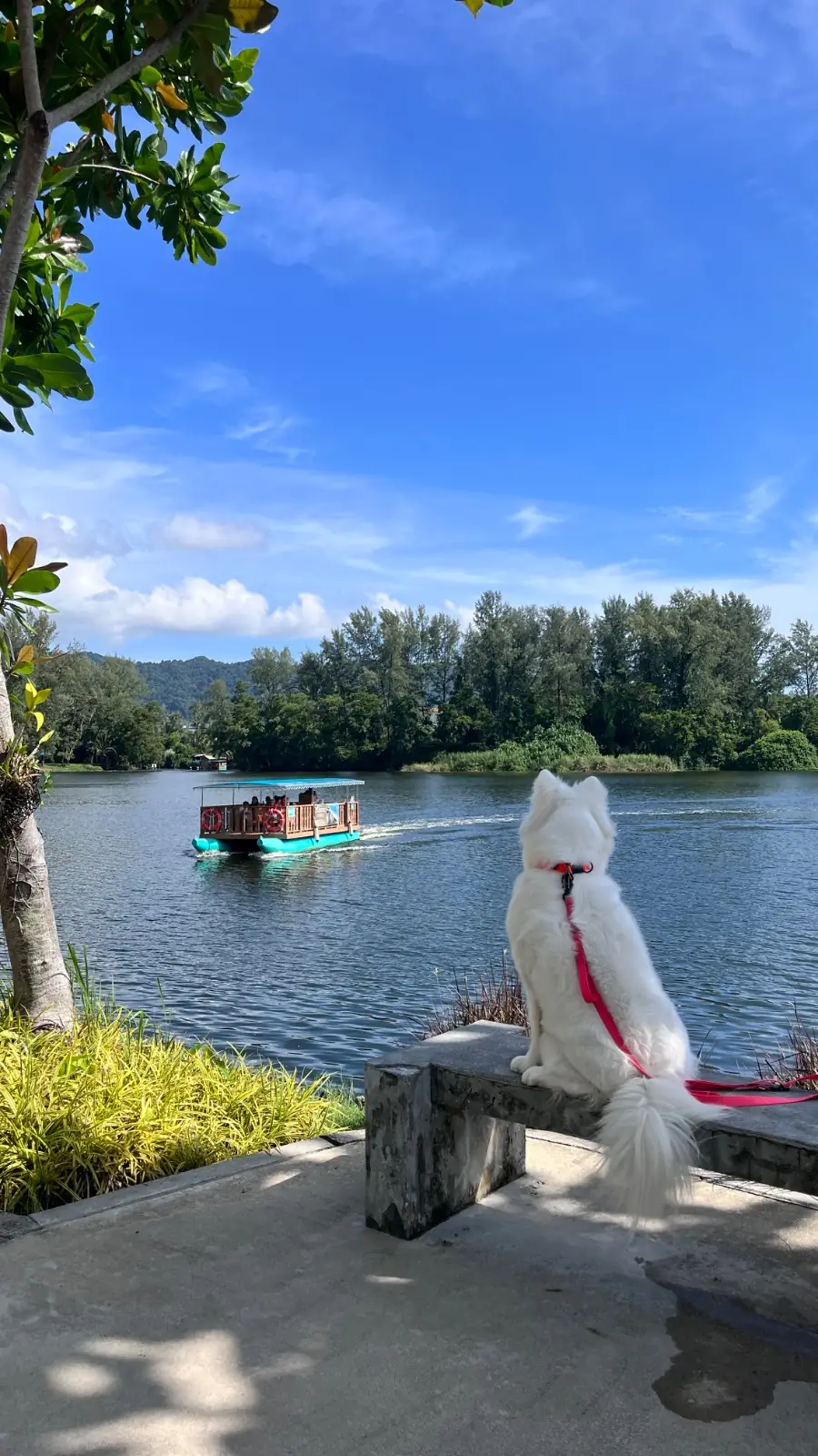 Cassia Phuket pets image 2