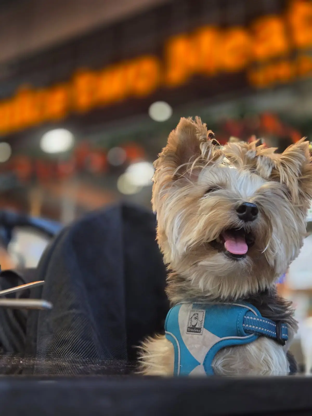 Nice Two Meat U - Central Westville pets image 1