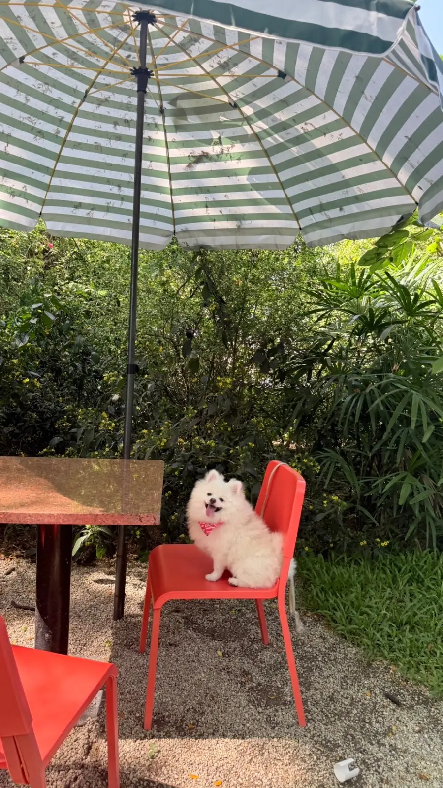 Sunlune pets image 4