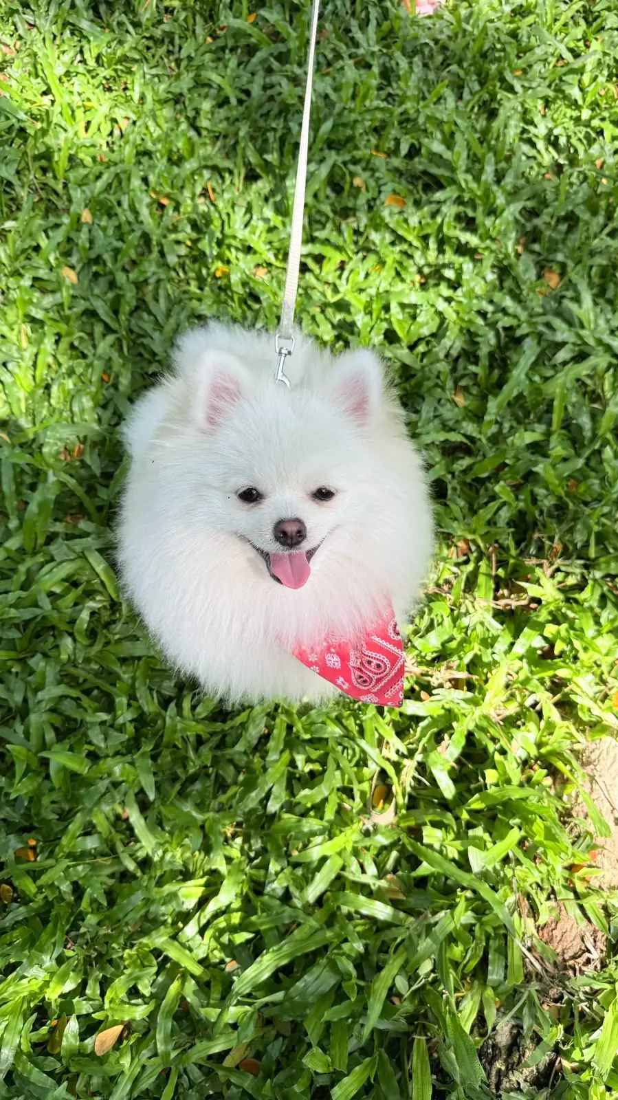 Sunlune pets image 5