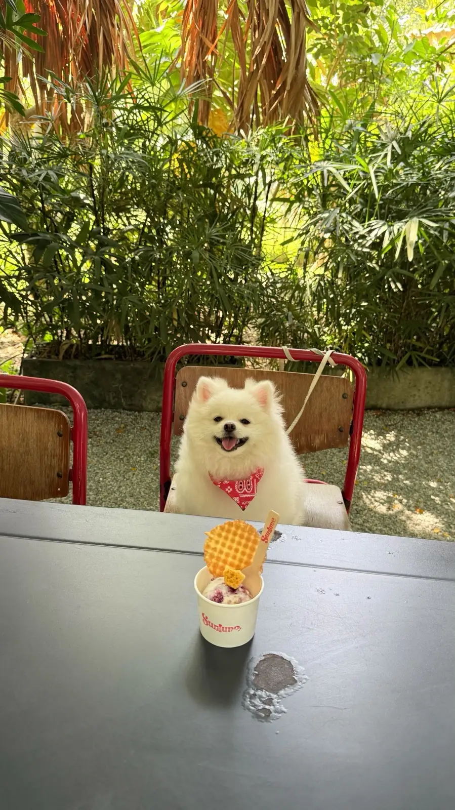 Sunlune pets image 3