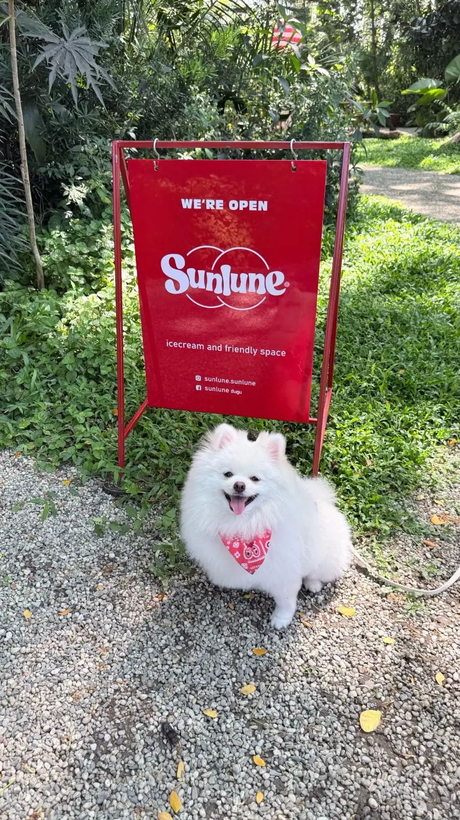 Sunlune pets image 1