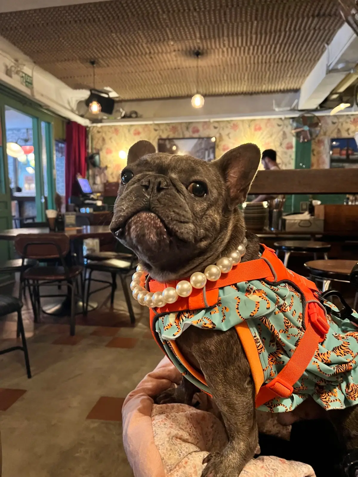 Le Café des Stagiaires pets image 7