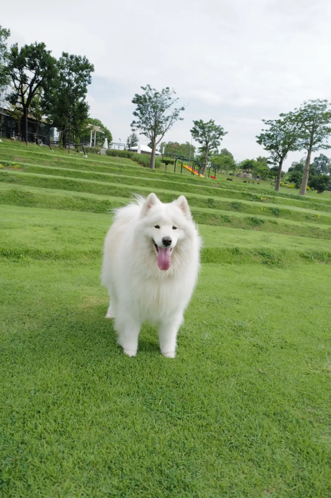 วิสดอม วัลเล่ย์ pets image 1