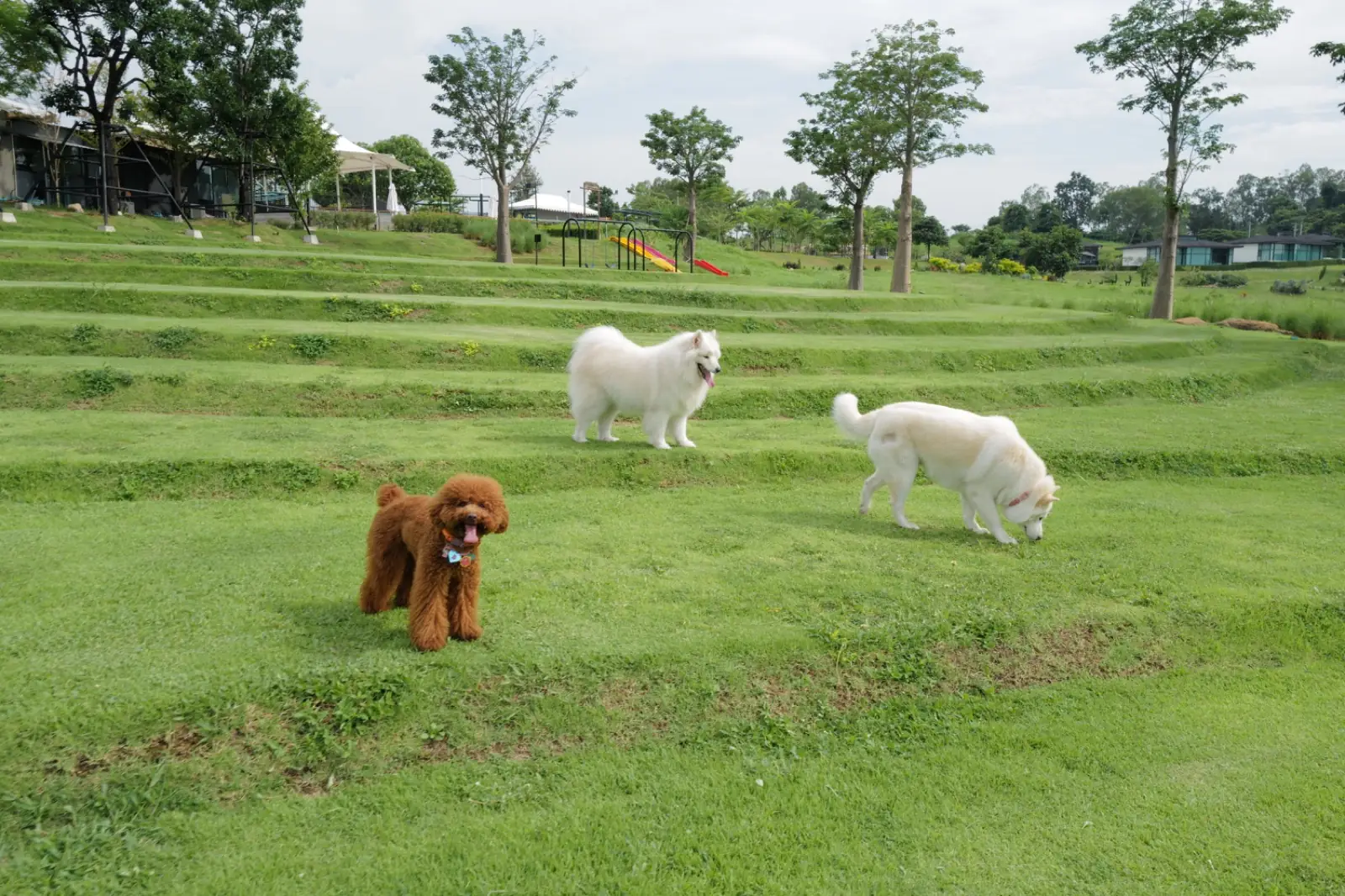 วิสดอม วัลเล่ย์ pets image 2