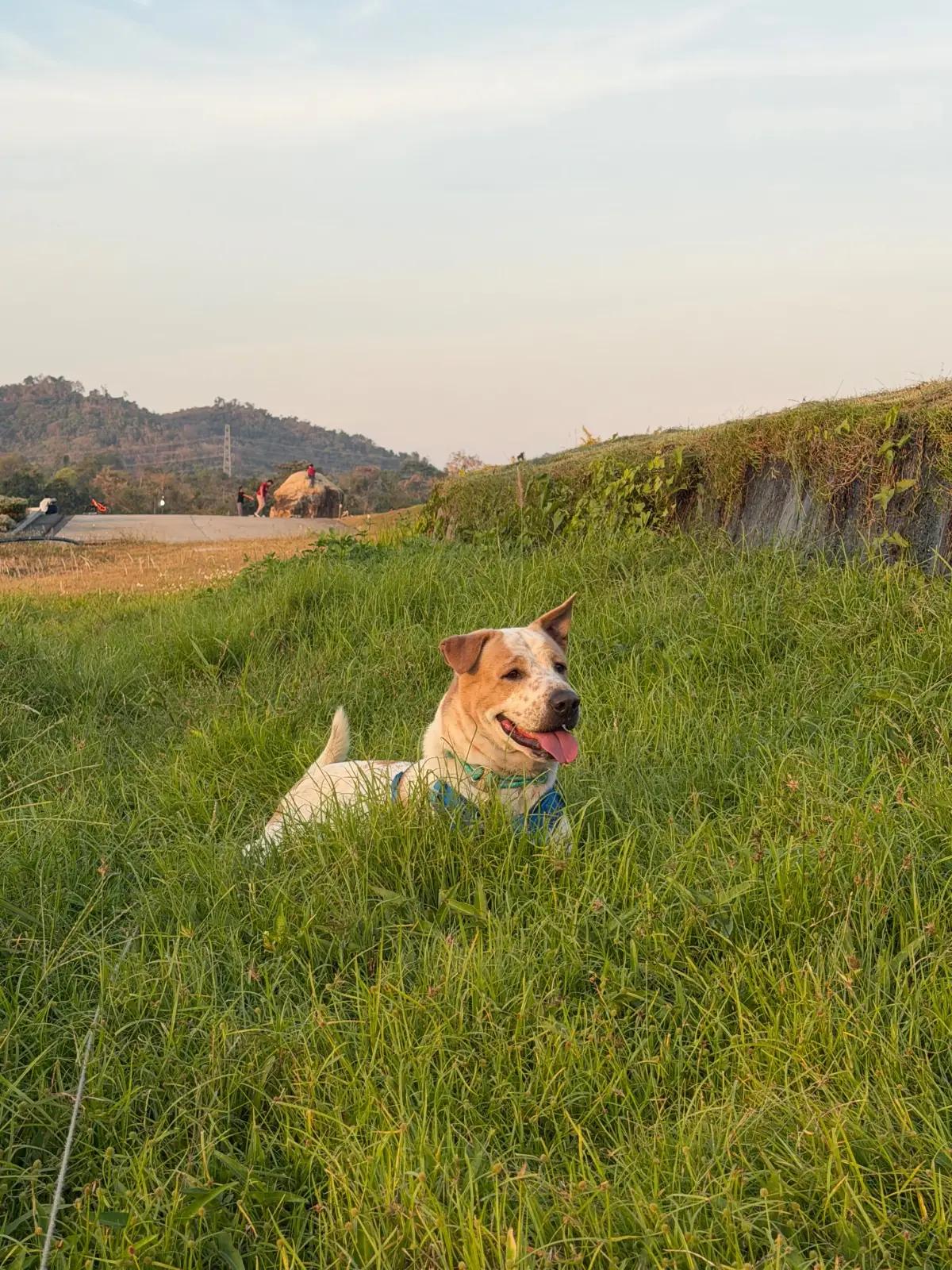 วิสดอม วัลเล่ย์ pets image 5