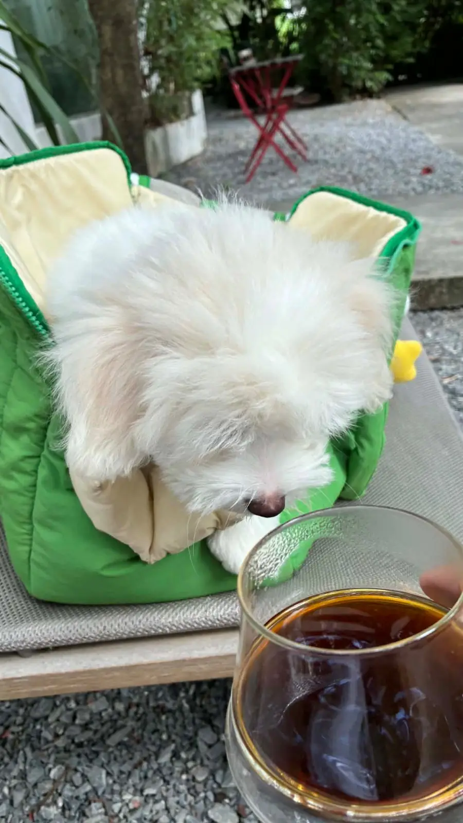 Farm to Cup pets image 1