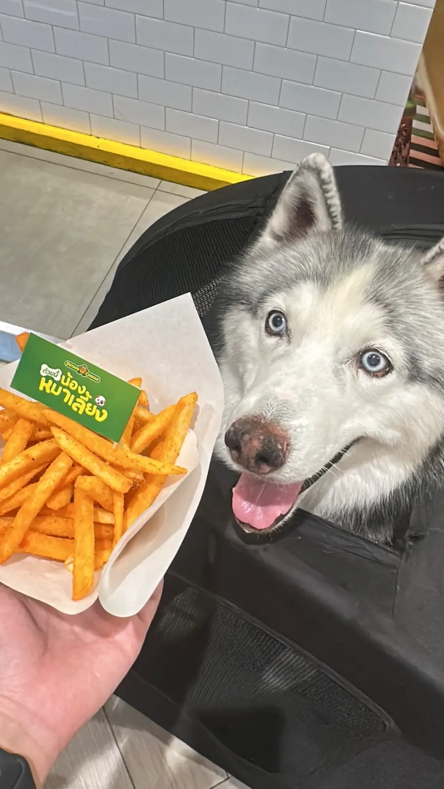 Potato Corner - Central Eastville pets image 1