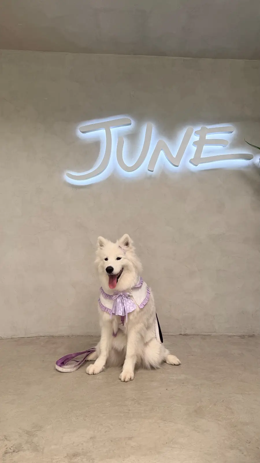 June pets image 7