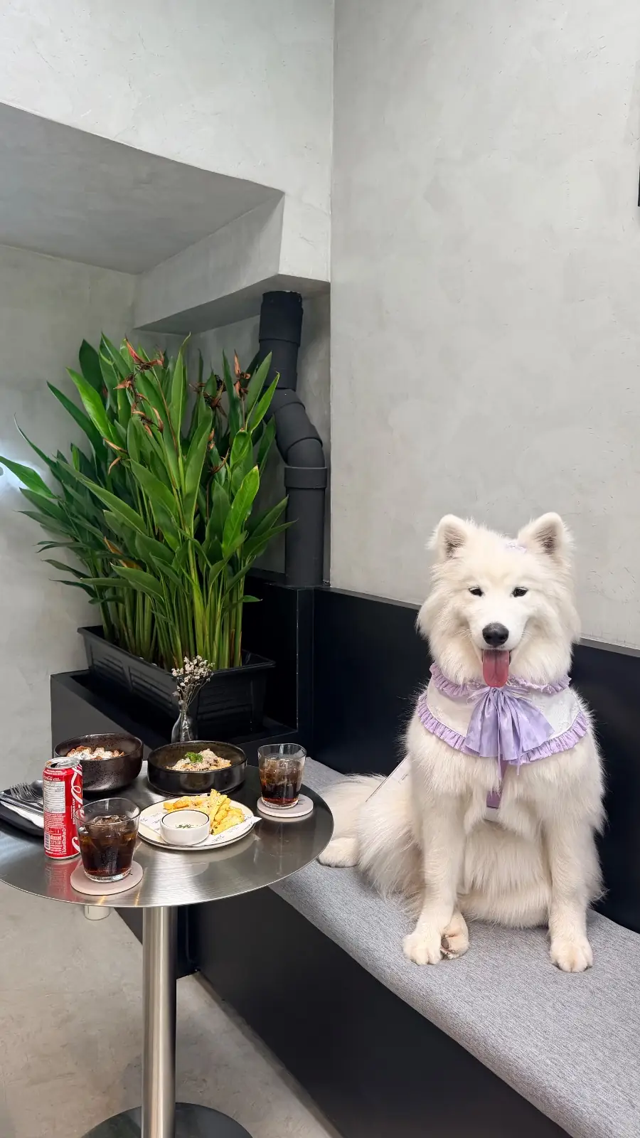 June pets image 11