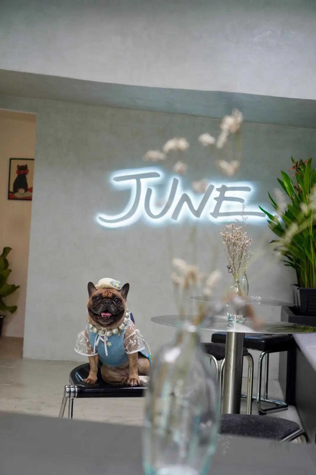June pets image 2