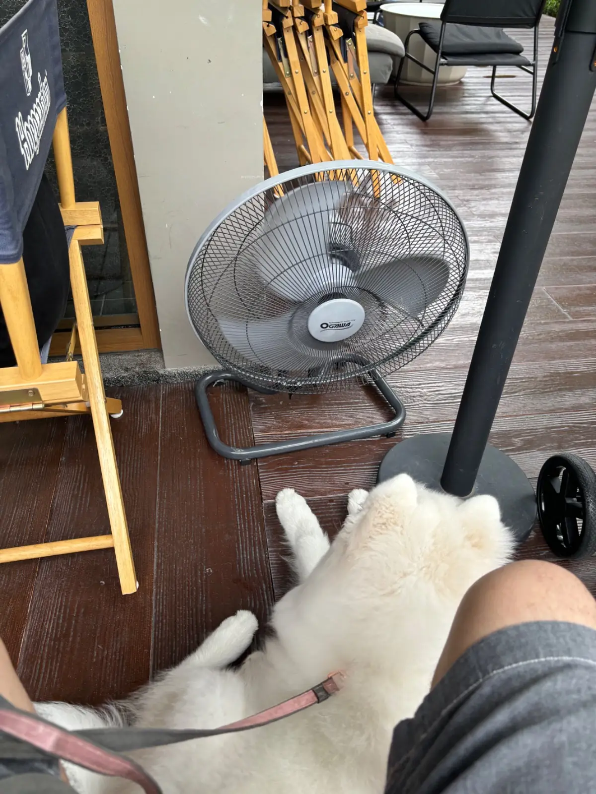 ฤดูกาล pets image 2