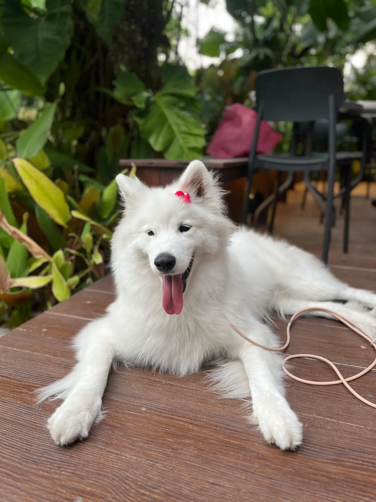 ฤดูกาล pets image 9