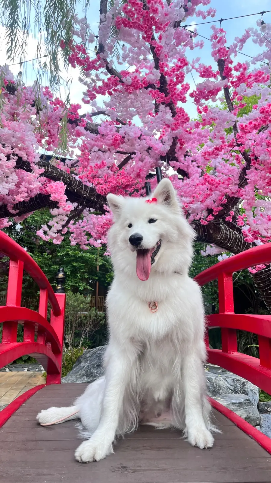 ฤดูกาล pets image 7