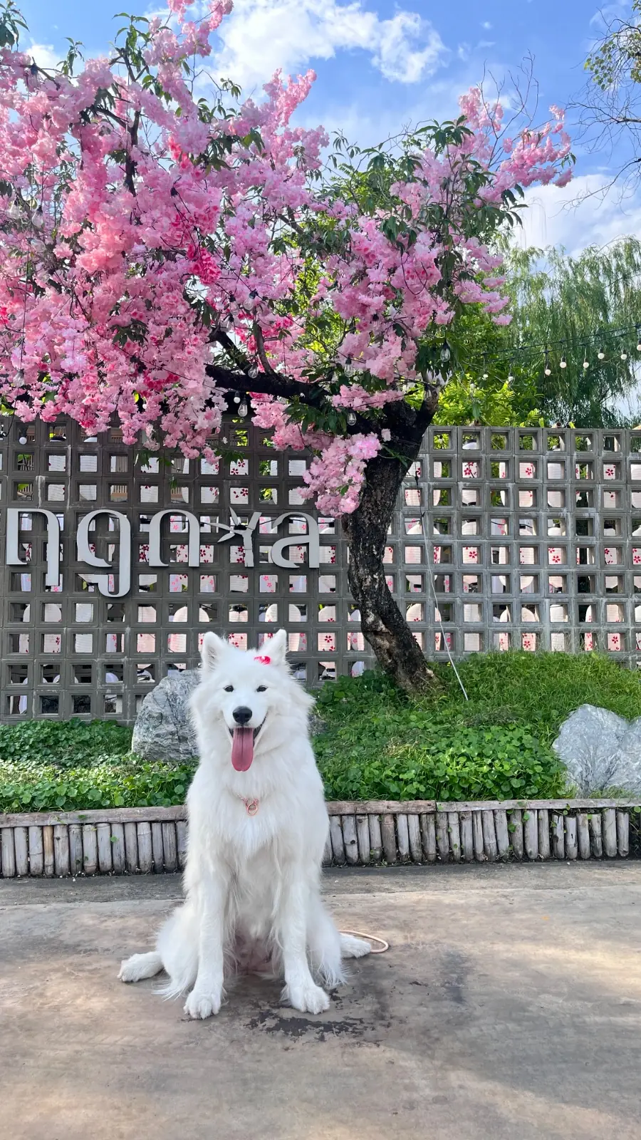 ฤดูกาล pets image 4