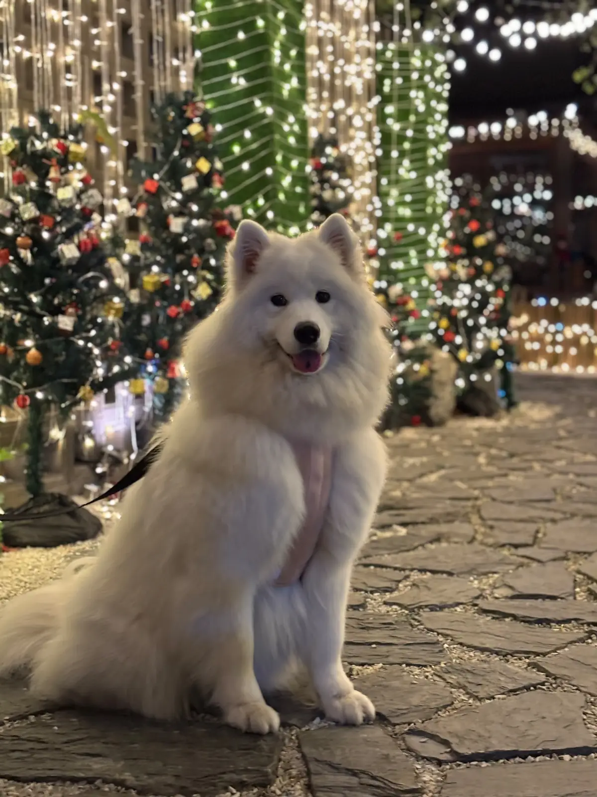 ฤดูกาล pets image 10