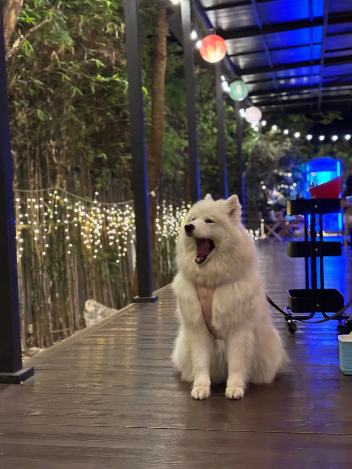 ฤดูกาล pets image 3