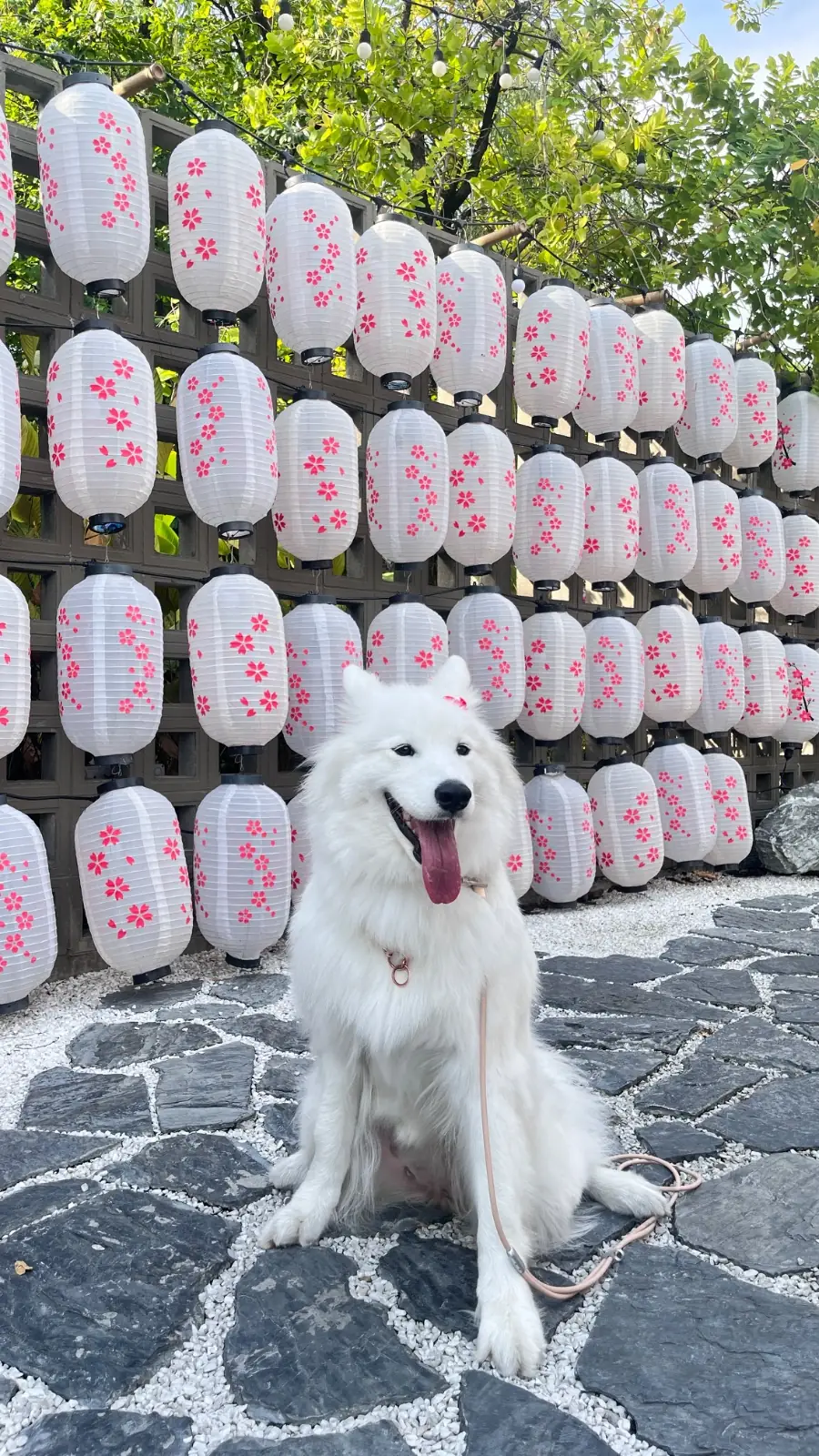 ฤดูกาล pets image 6