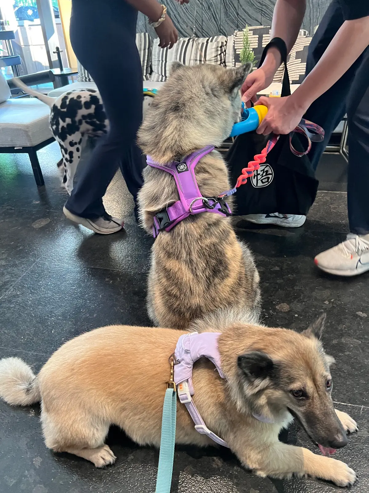 Kimpton Malai Bangkok pets image 1