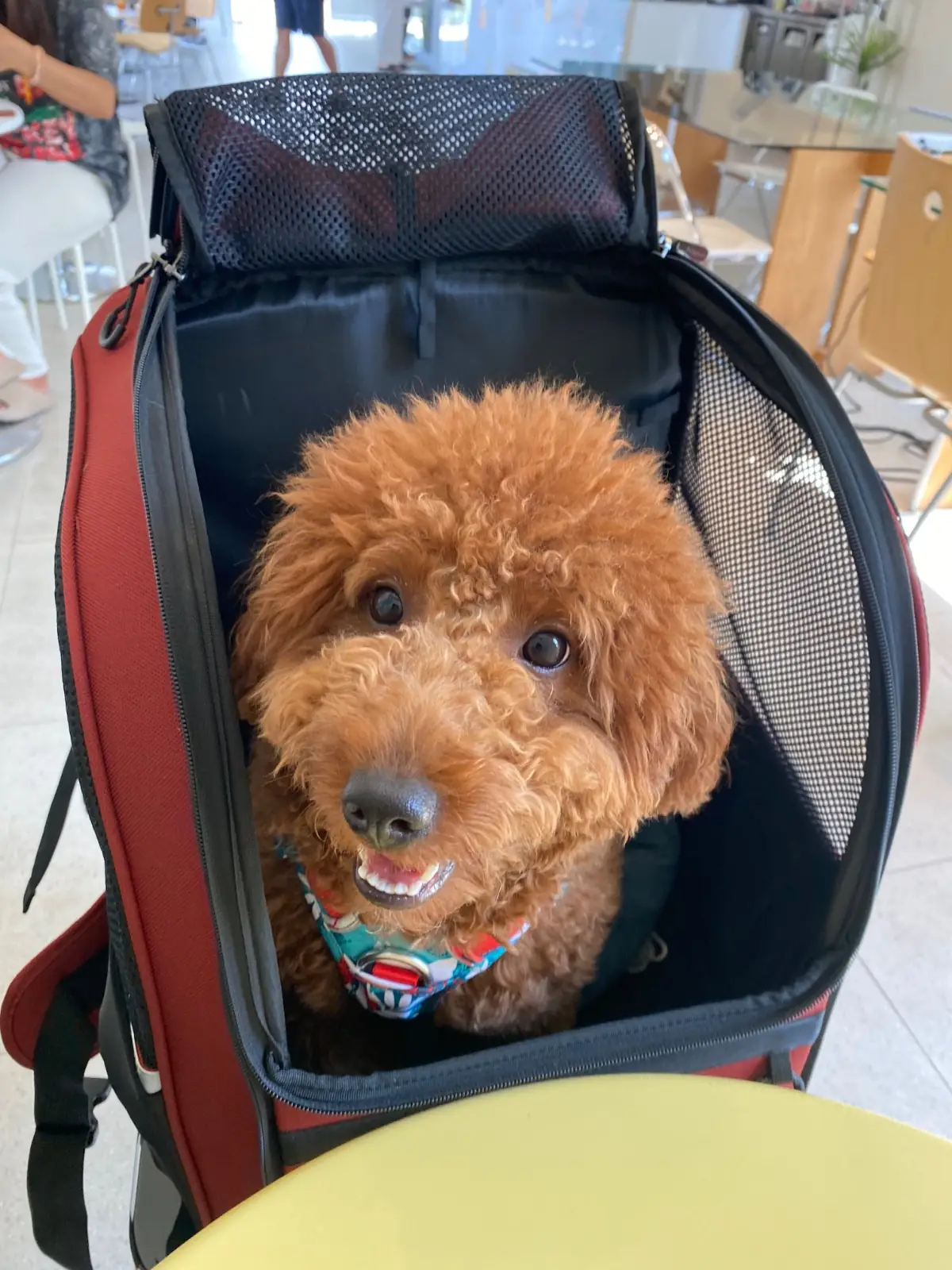 hype coffee pets image 1