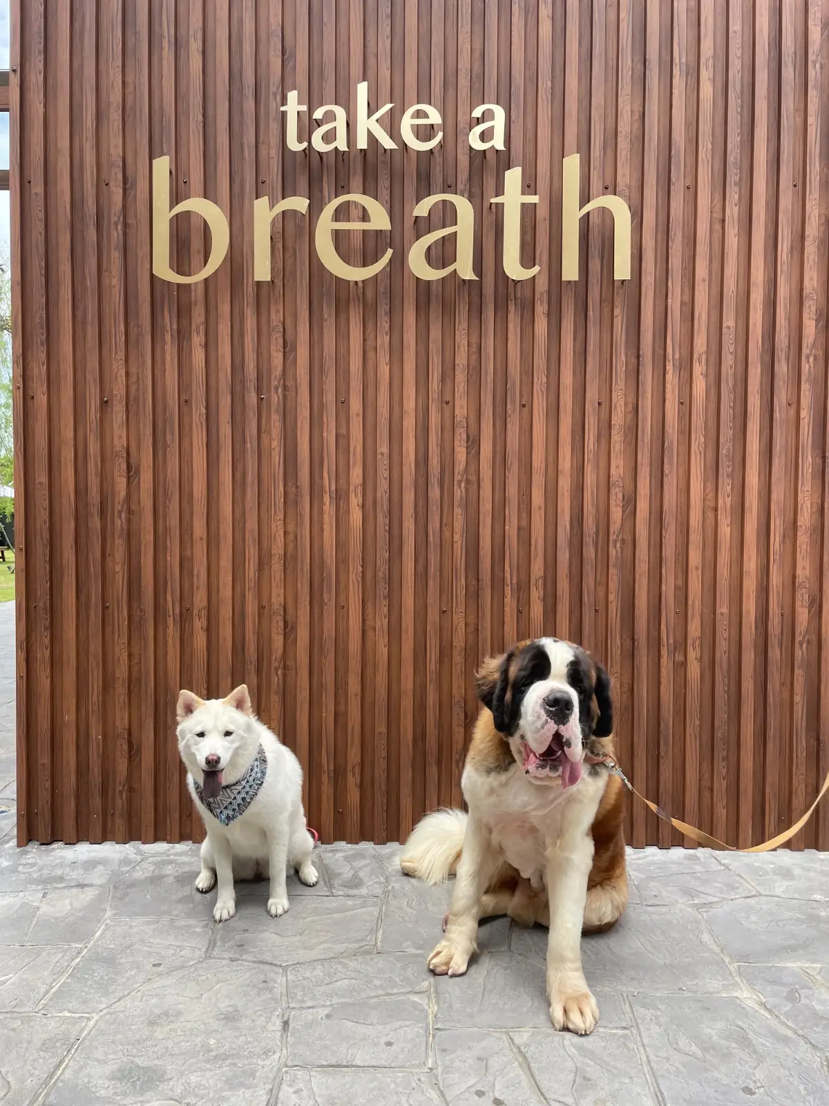Take a Breath café & eatery pets image 8