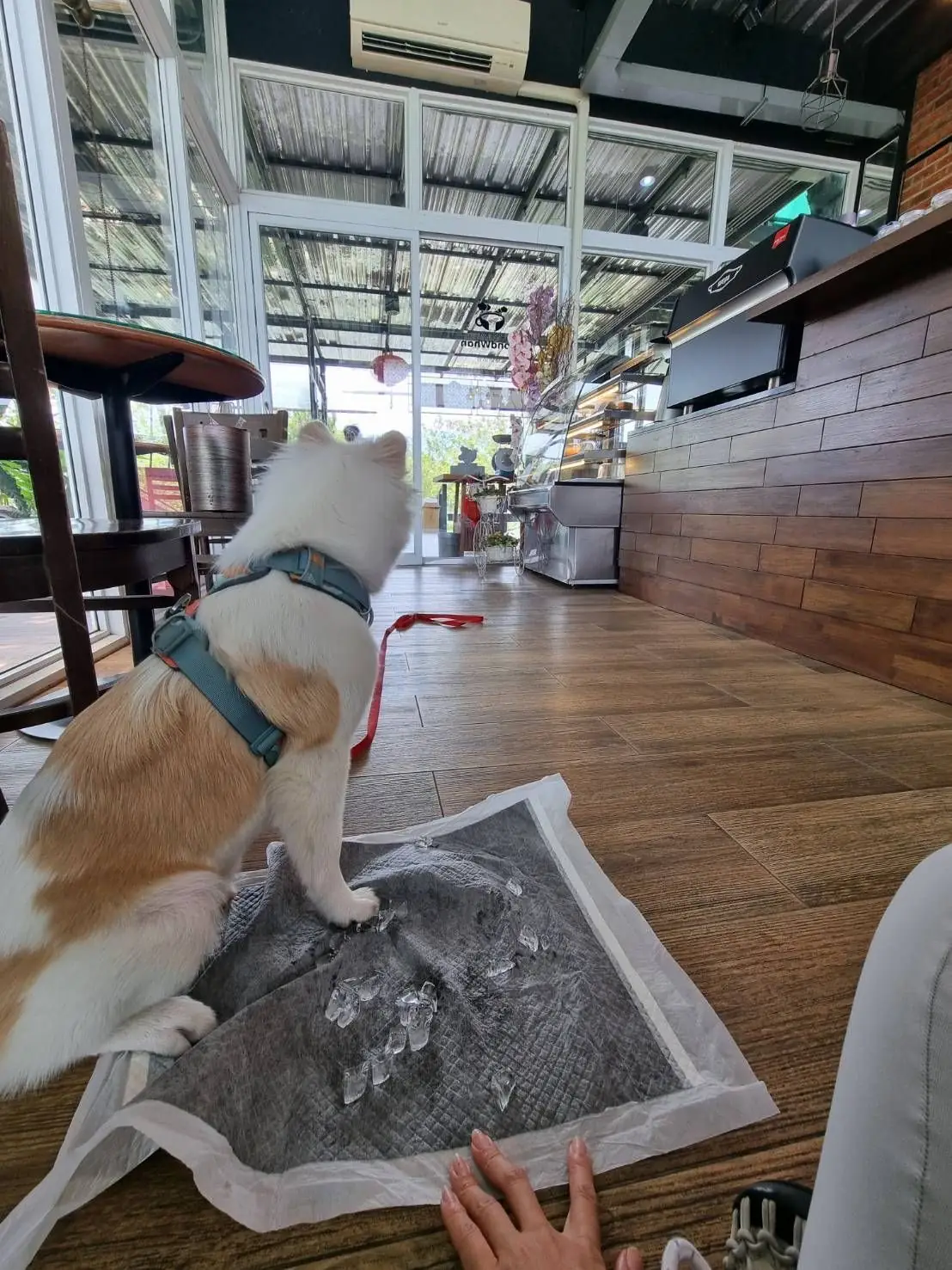 คาเฟ่บ้านไร่ปอนด์หวาน pets image 2