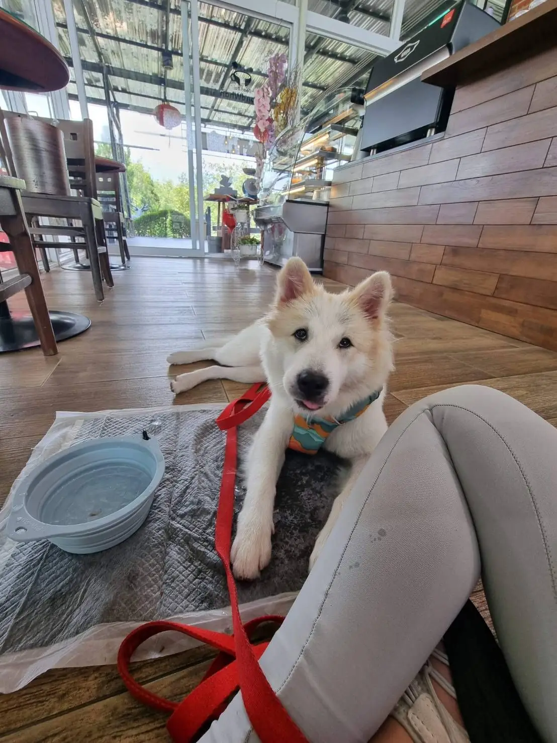 คาเฟ่บ้านไร่ปอนด์หวาน pets image 3