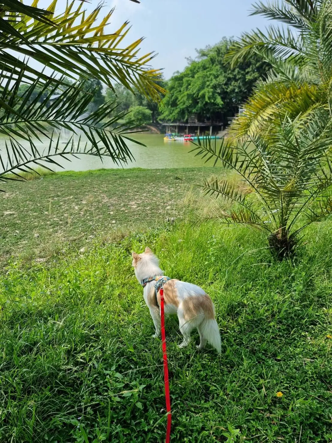 คาเฟ่บ้านไร่ปอนด์หวาน pets image 4