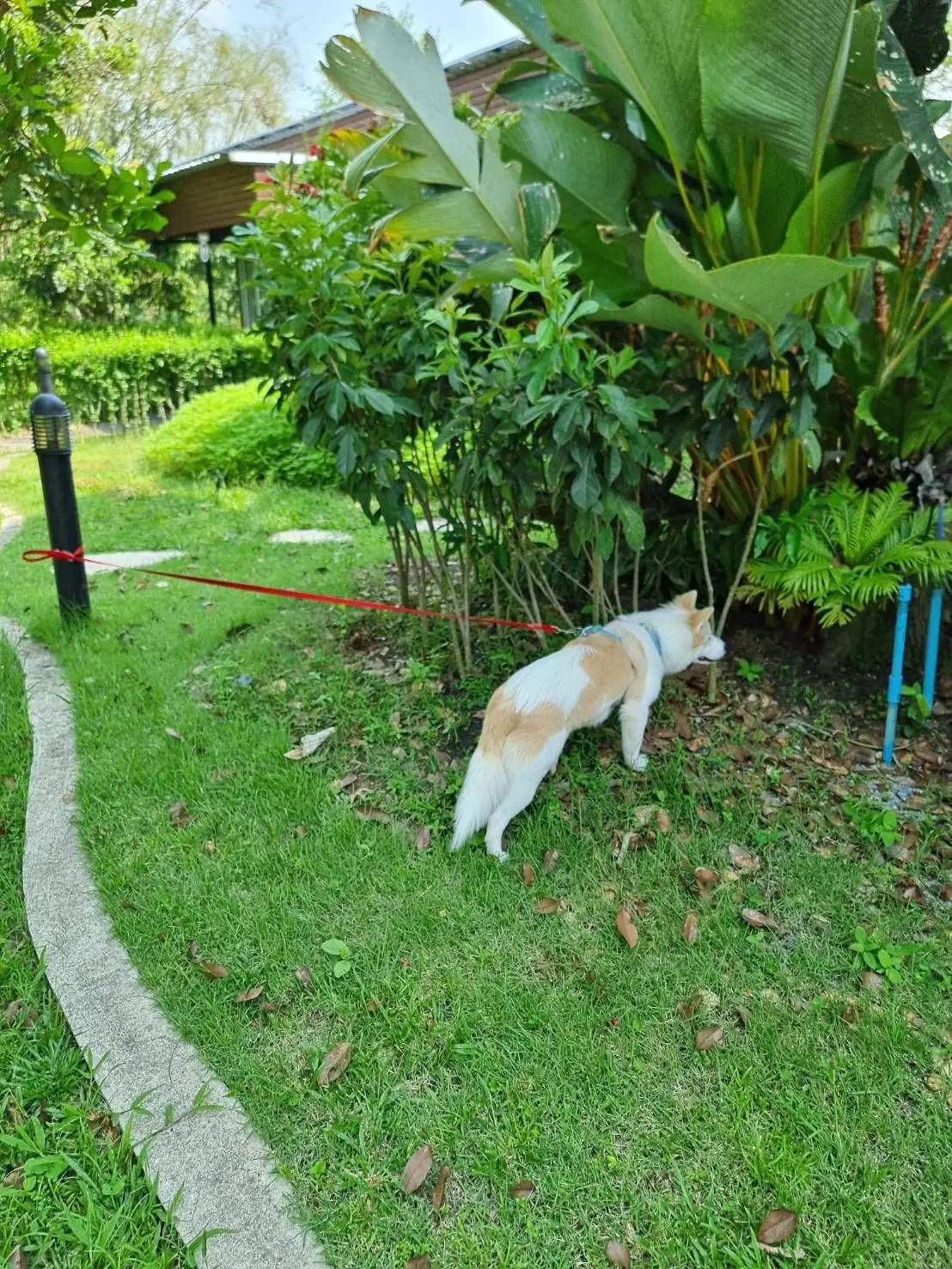 คาเฟ่บ้านไร่ปอนด์หวาน pets image 1
