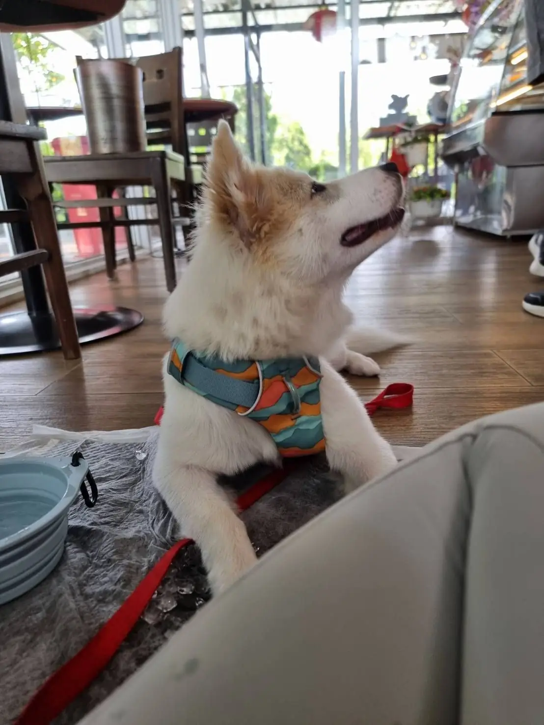 คาเฟ่บ้านไร่ปอนด์หวาน pets image 6