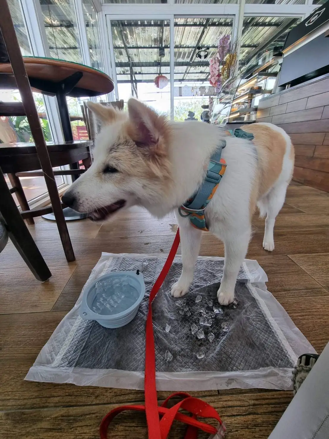 คาเฟ่บ้านไร่ปอนด์หวาน pets image 5
