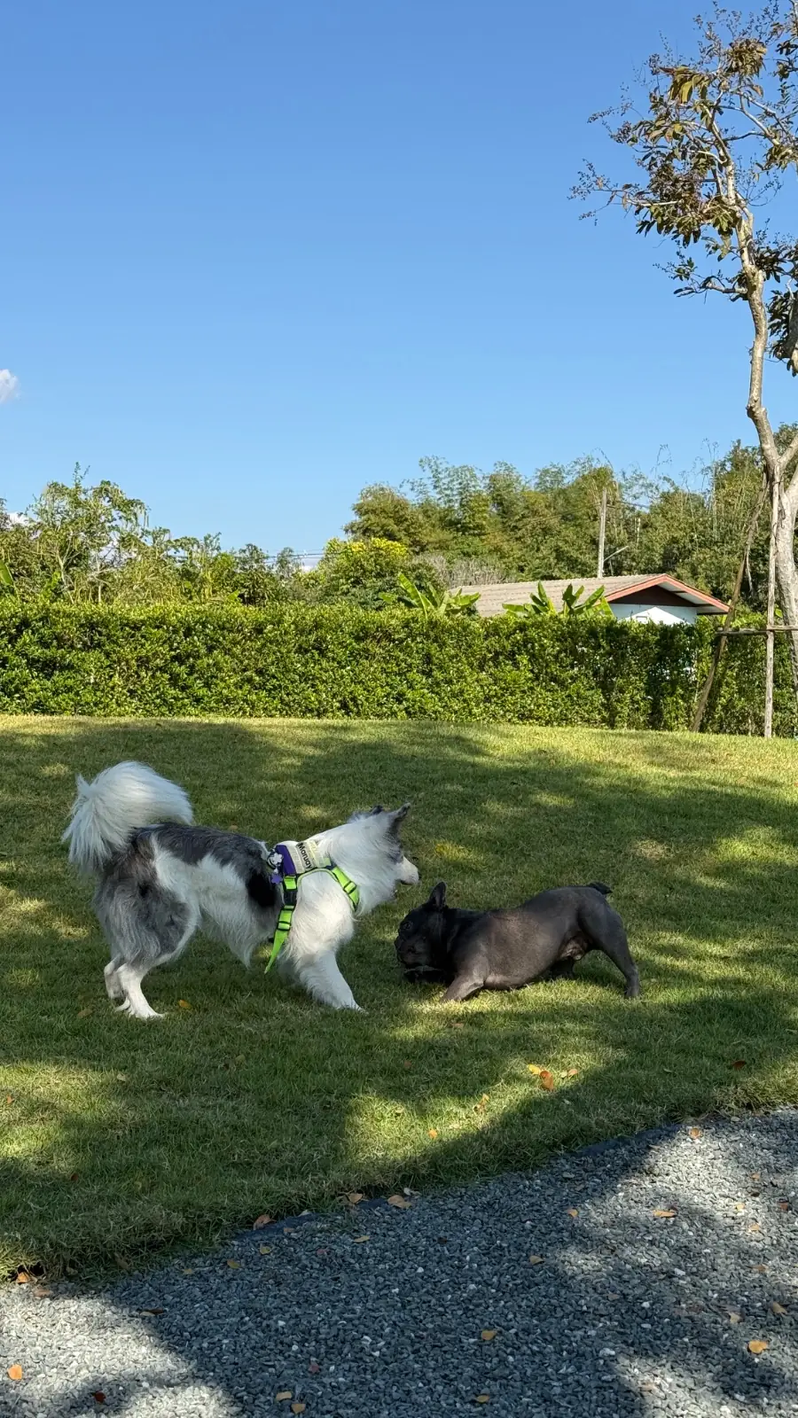 Tiny Tank - Dog Community pets image 5