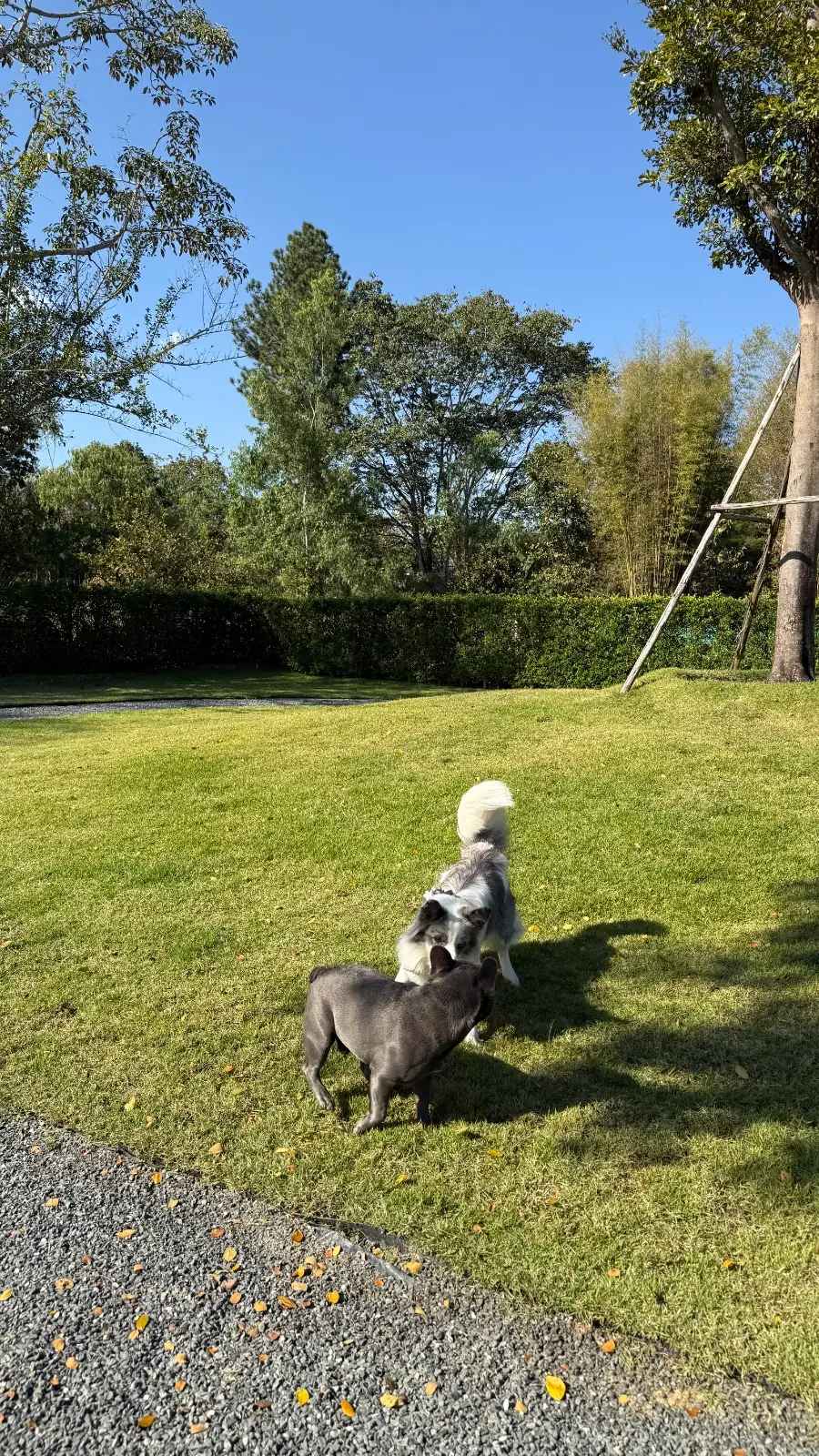 Tiny Tank - Dog Community pets image 2