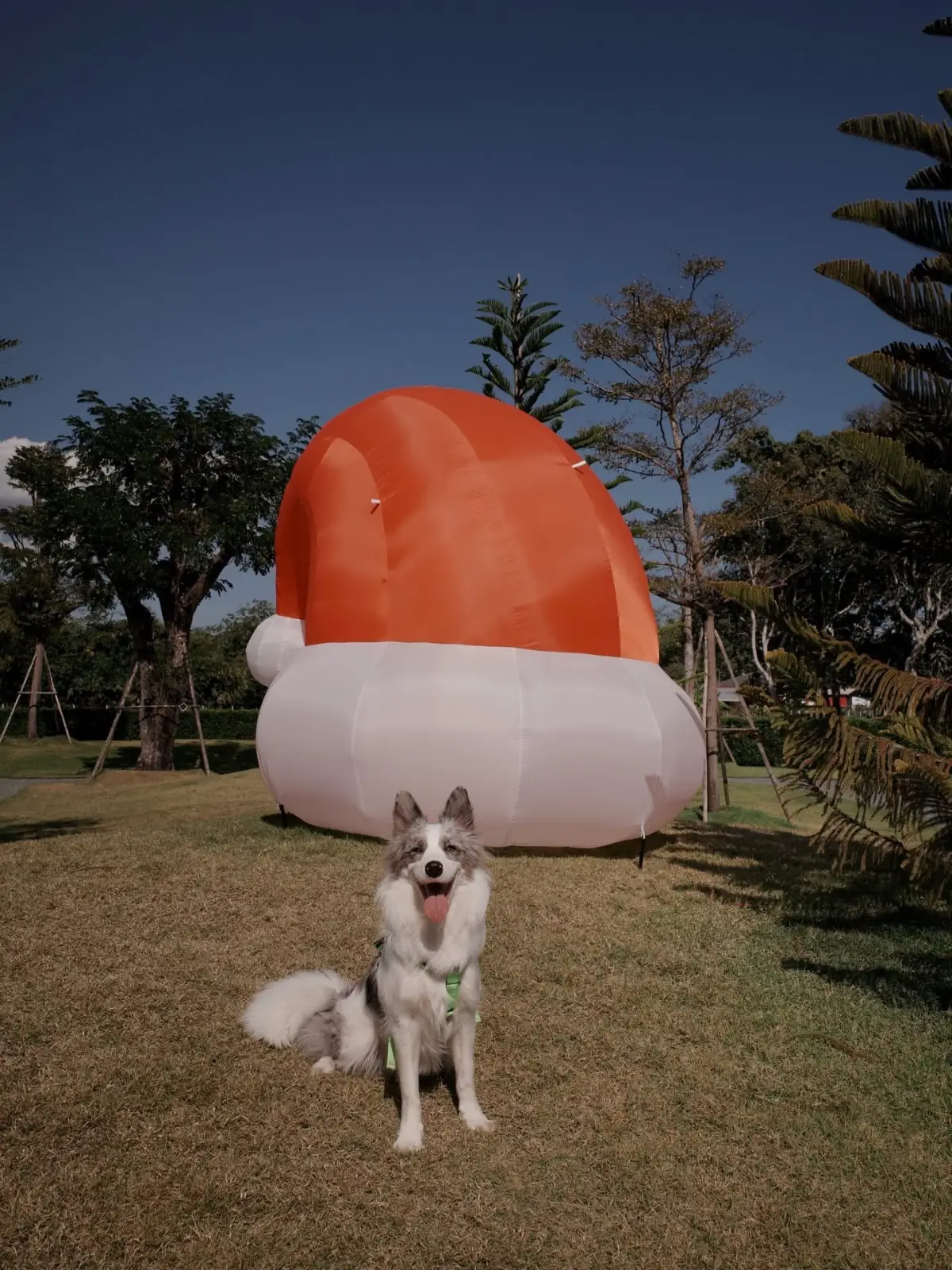 Tiny Tank - Dog Community pets image 4