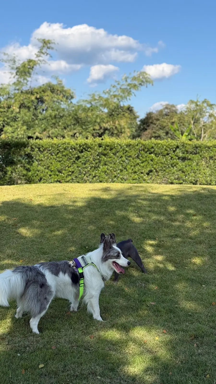 Tiny Tank - Dog Community pets image 6