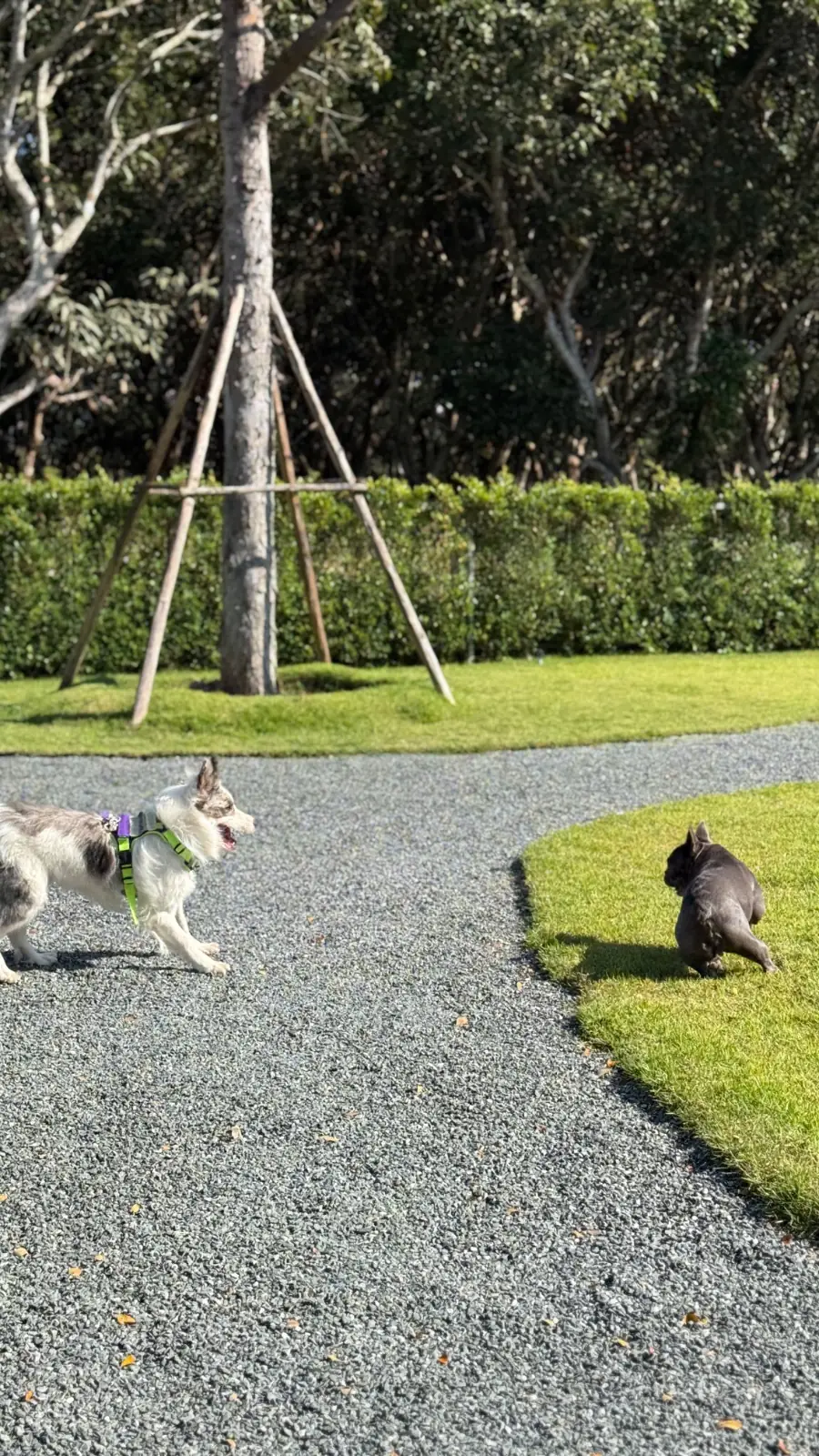 Tiny Tank - Dog Community pets image 1