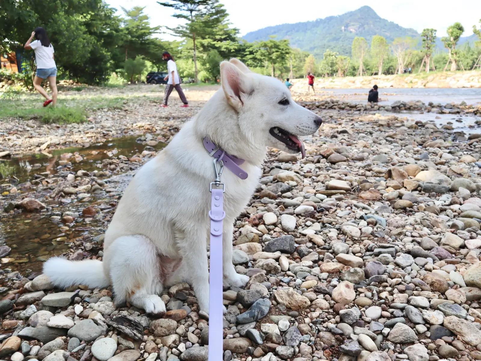 ริมธาร รีสอร์ท pets image 3