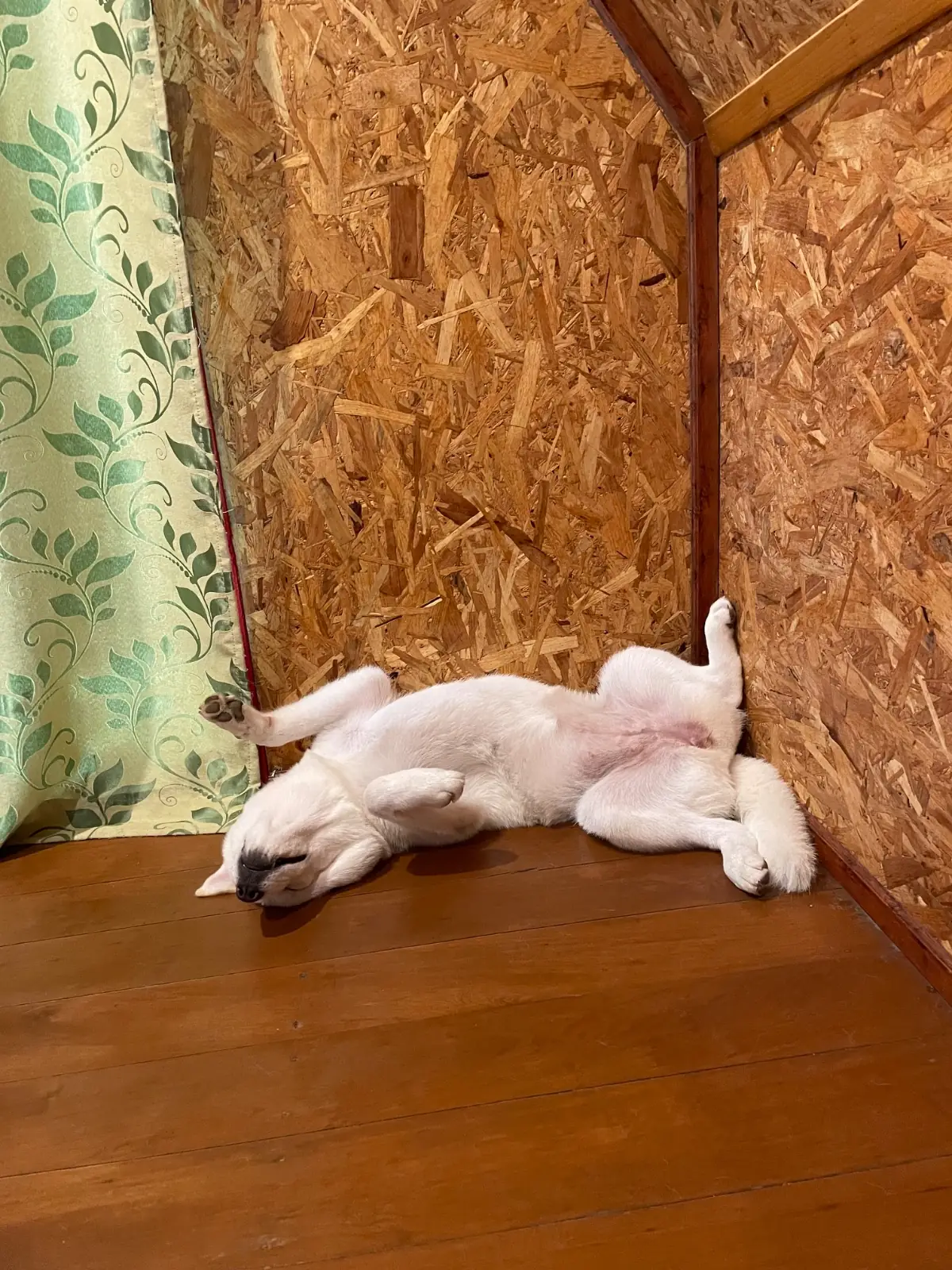 ริมธาร รีสอร์ท pets image 4