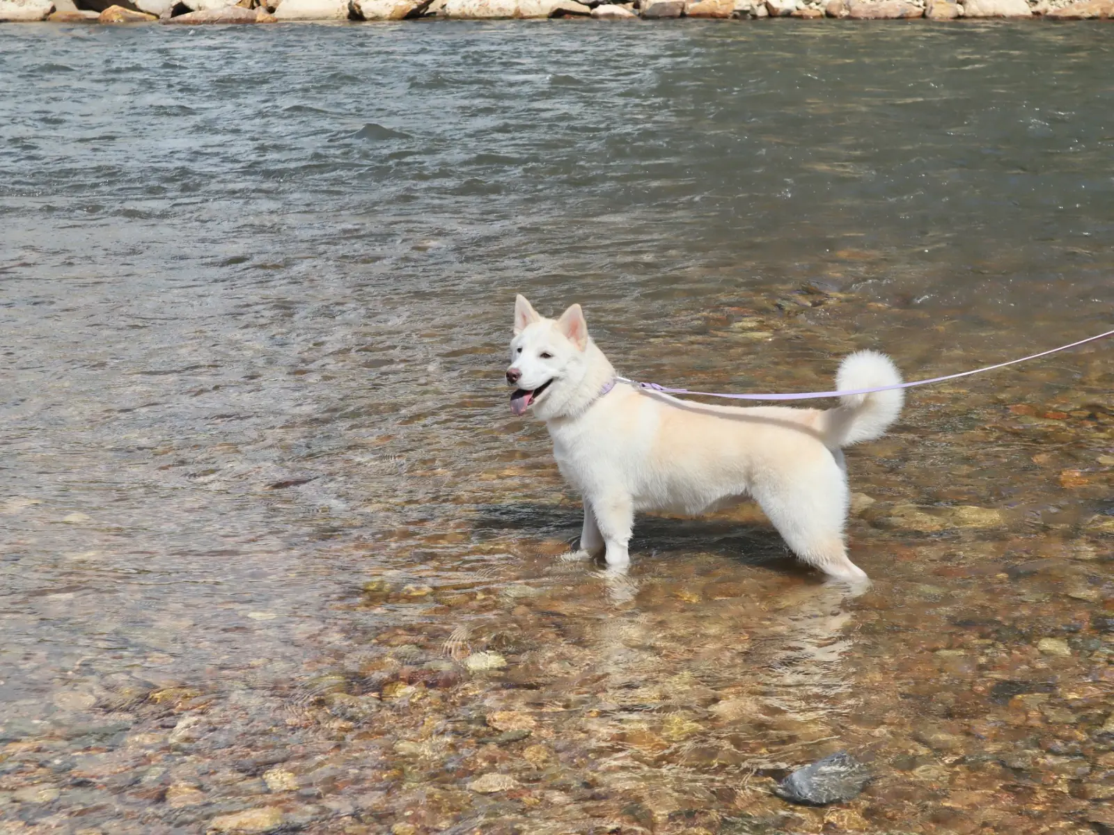 ริมธาร รีสอร์ท pets image 2