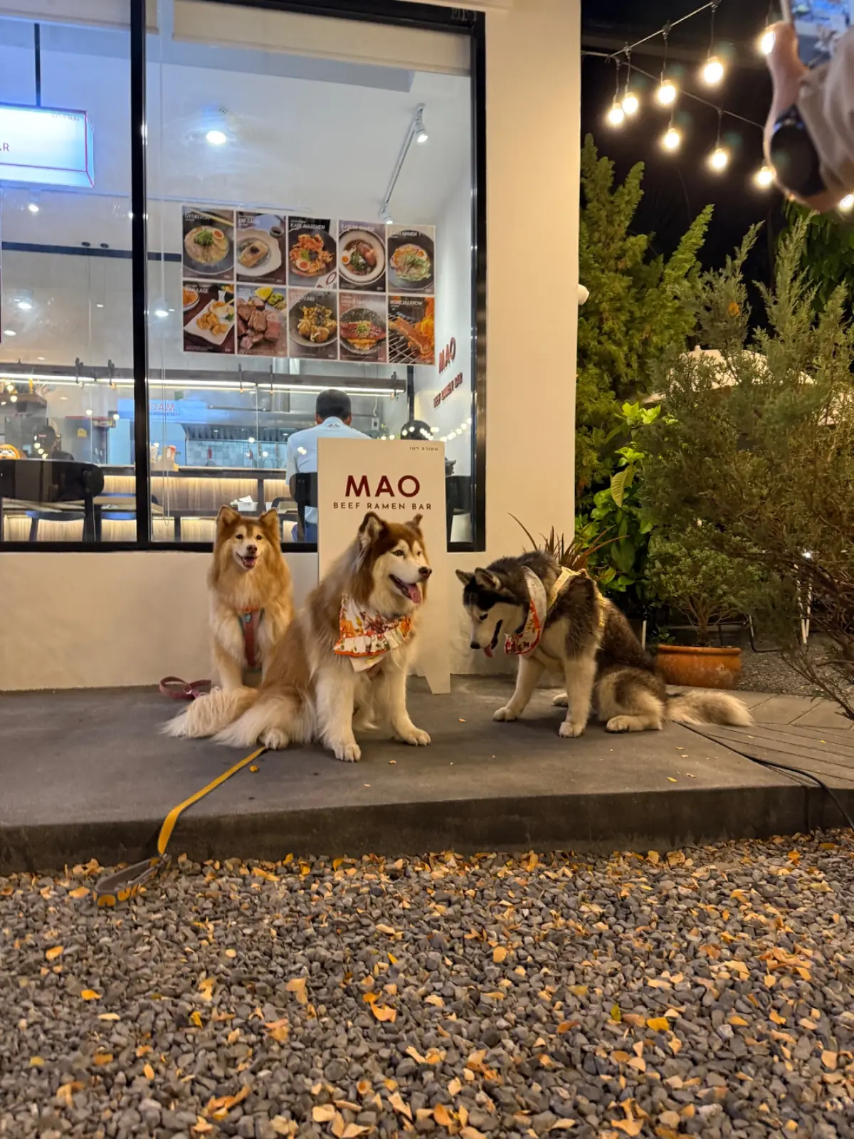 MAO Ramen pets image 1