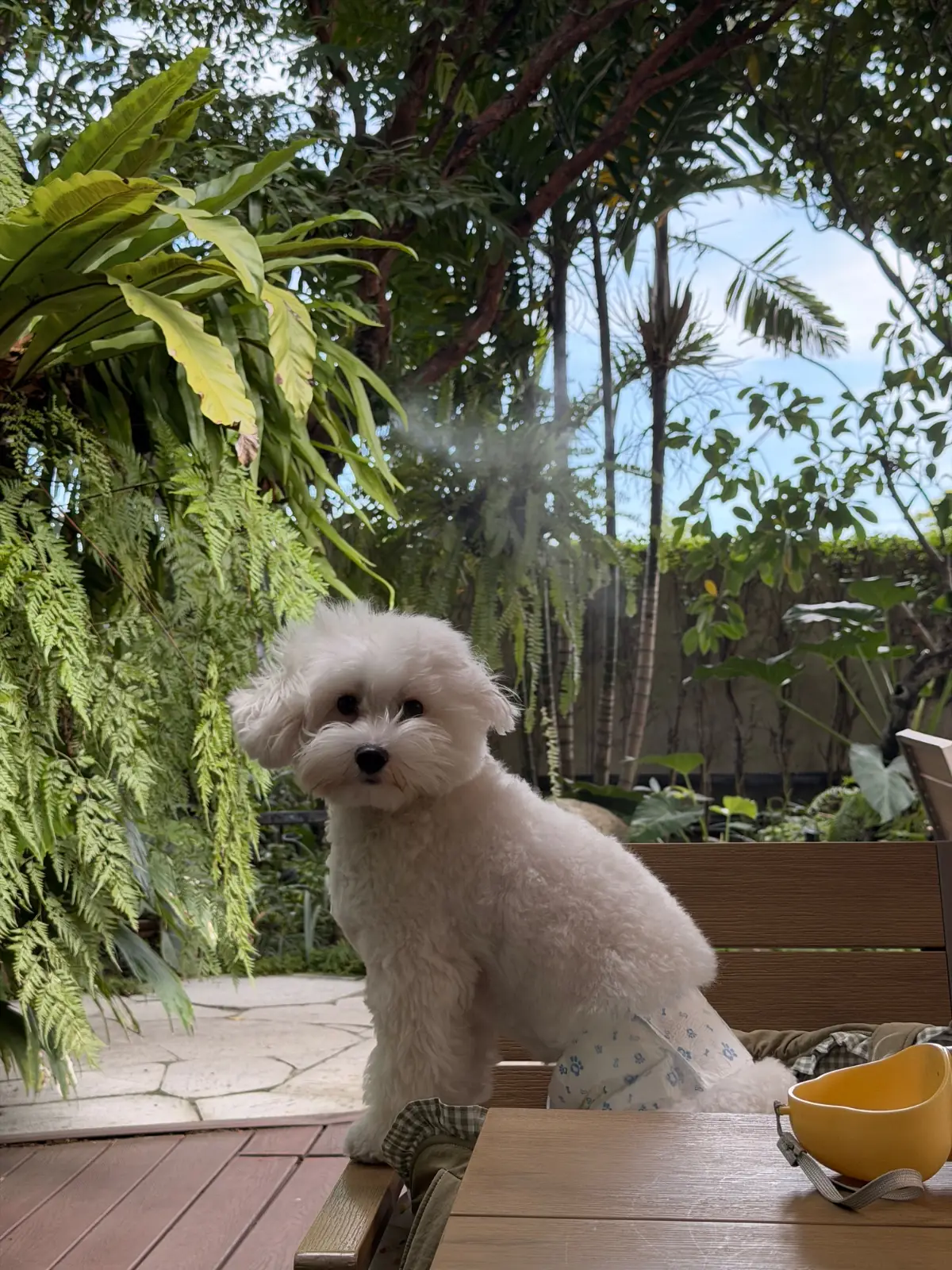 ออกรส pets image 1