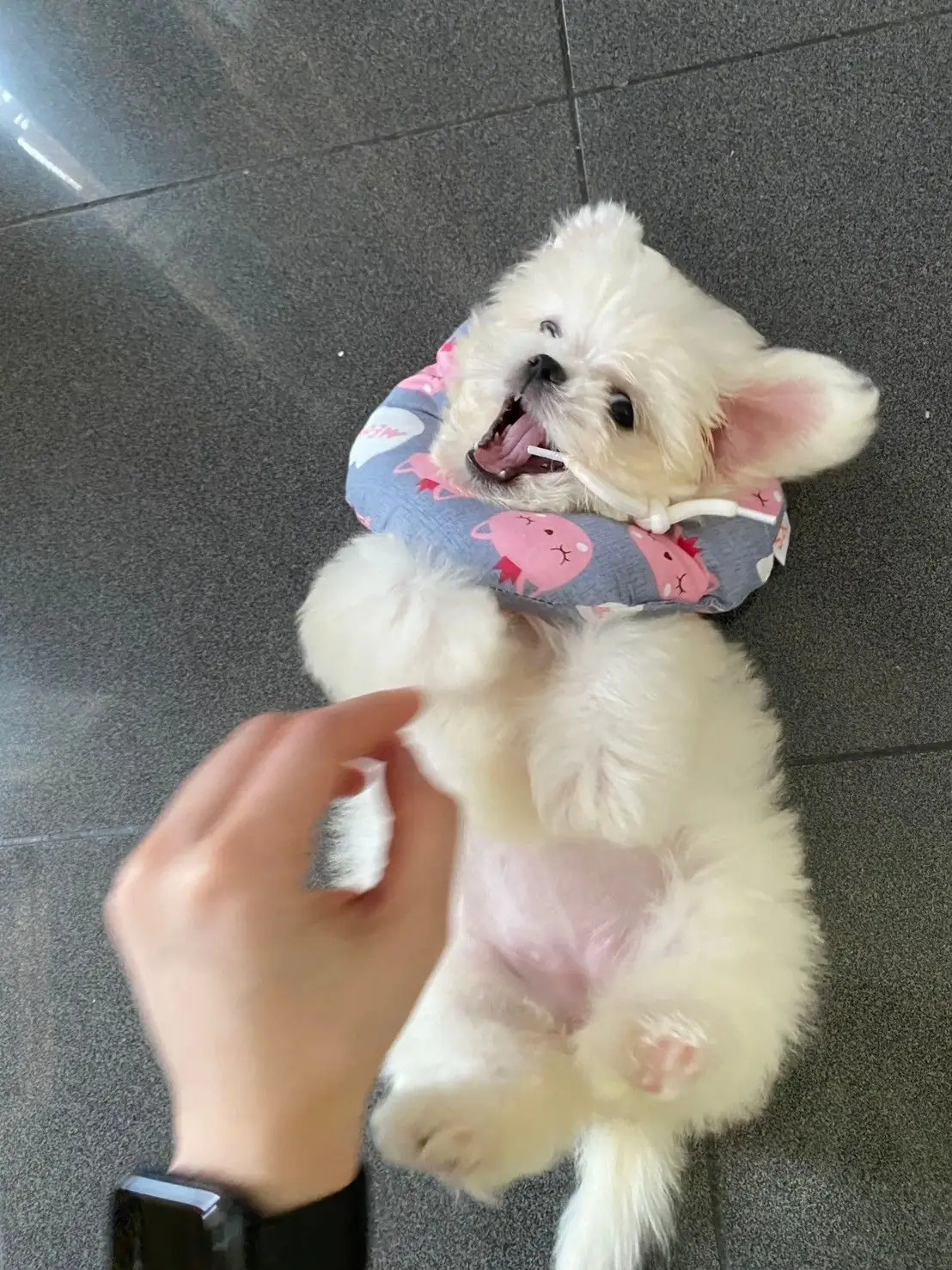 โรงพยาบาลสัตว์เว็ท-เพ็ท 81 pets image 2