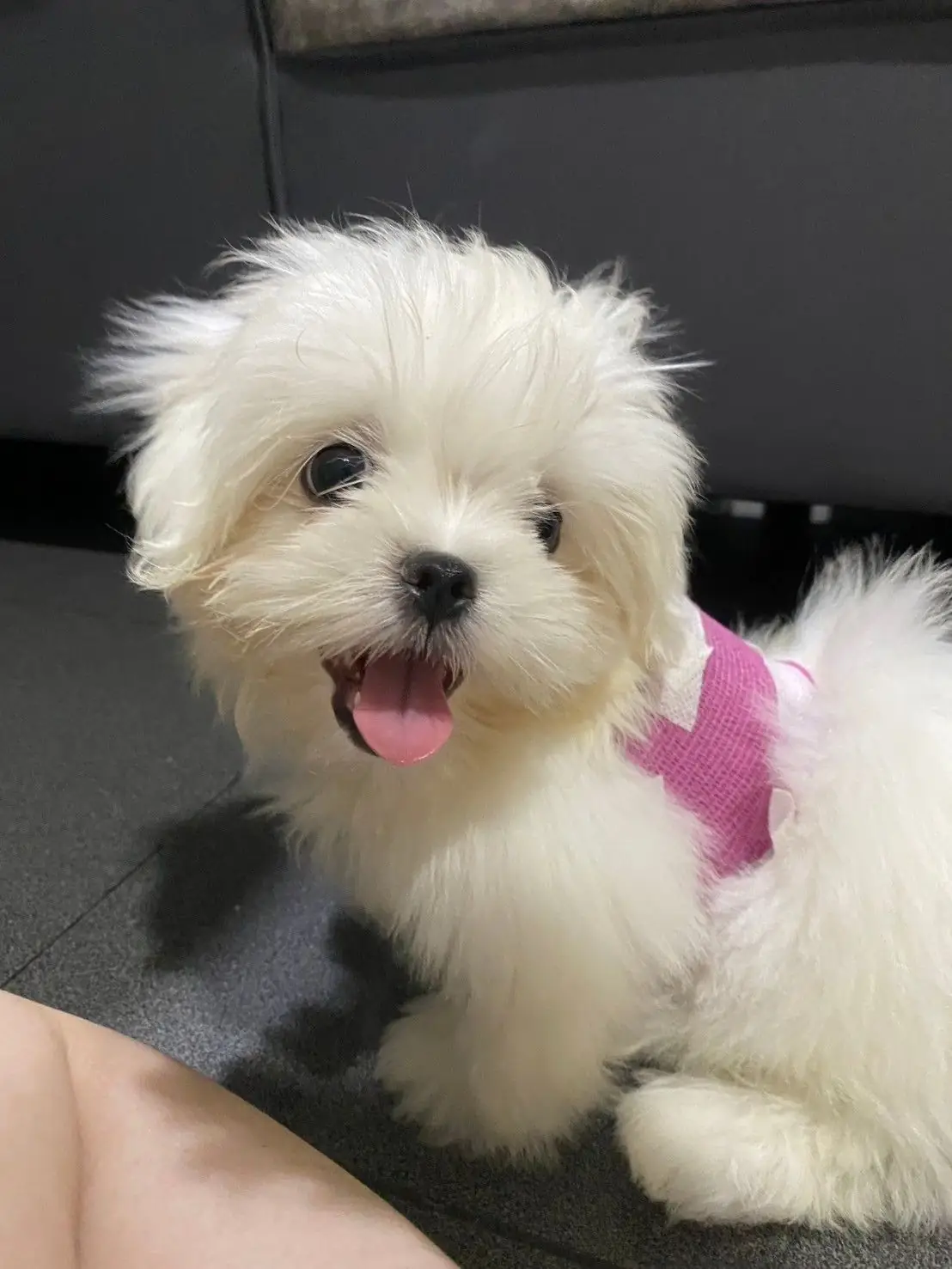 โรงพยาบาลสัตว์เว็ท-เพ็ท 81 pets image 1
