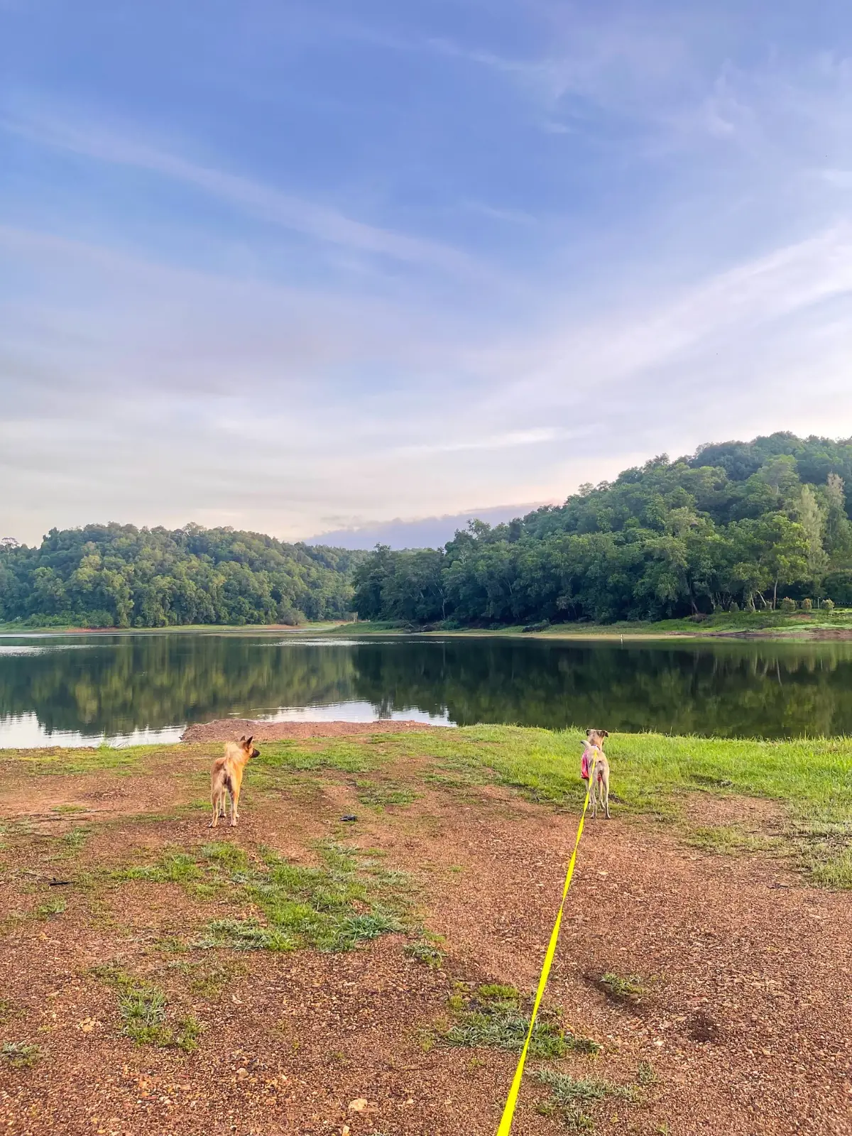 Green Camp pets image 3