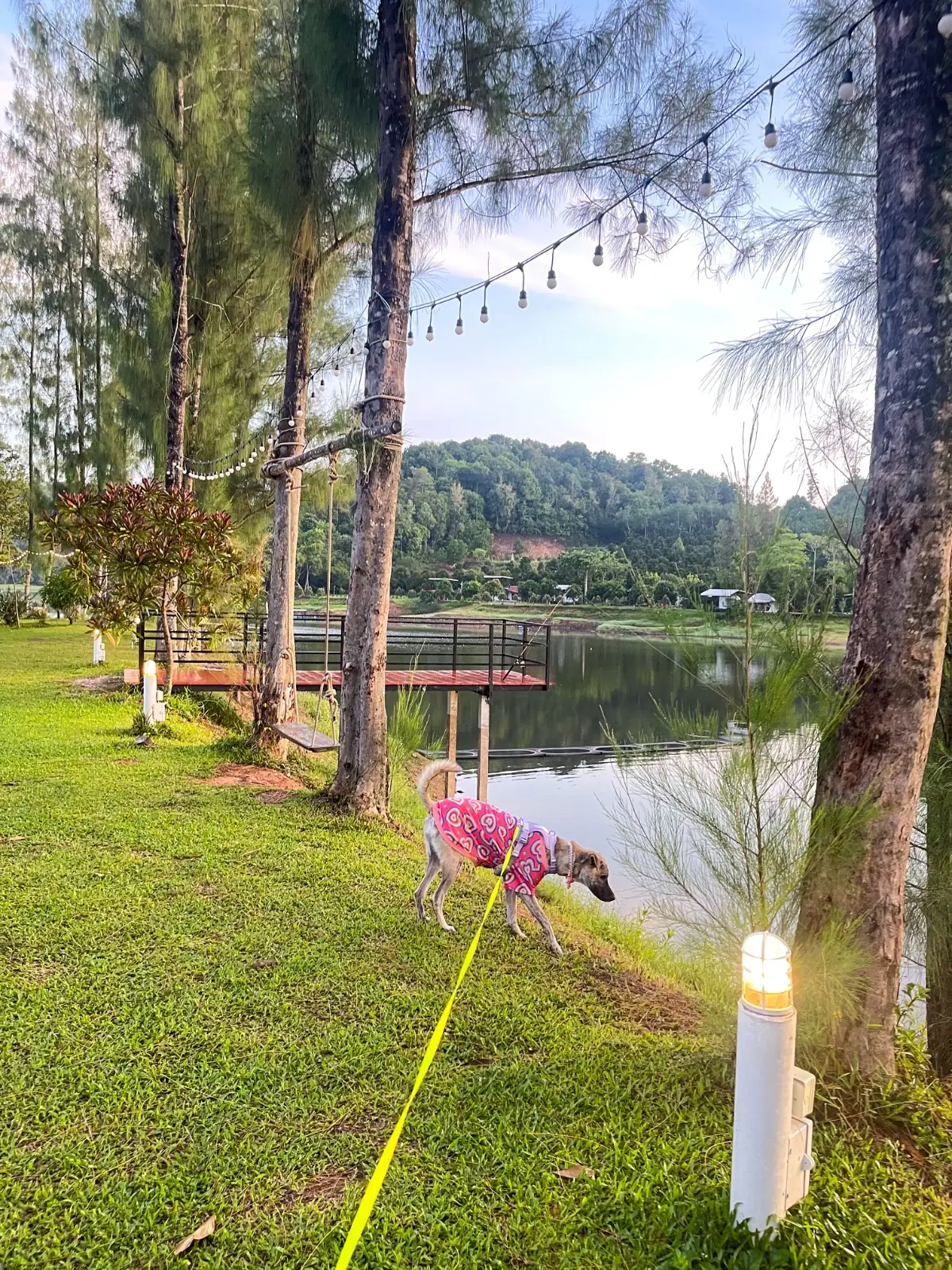 Green Camp pets image 2